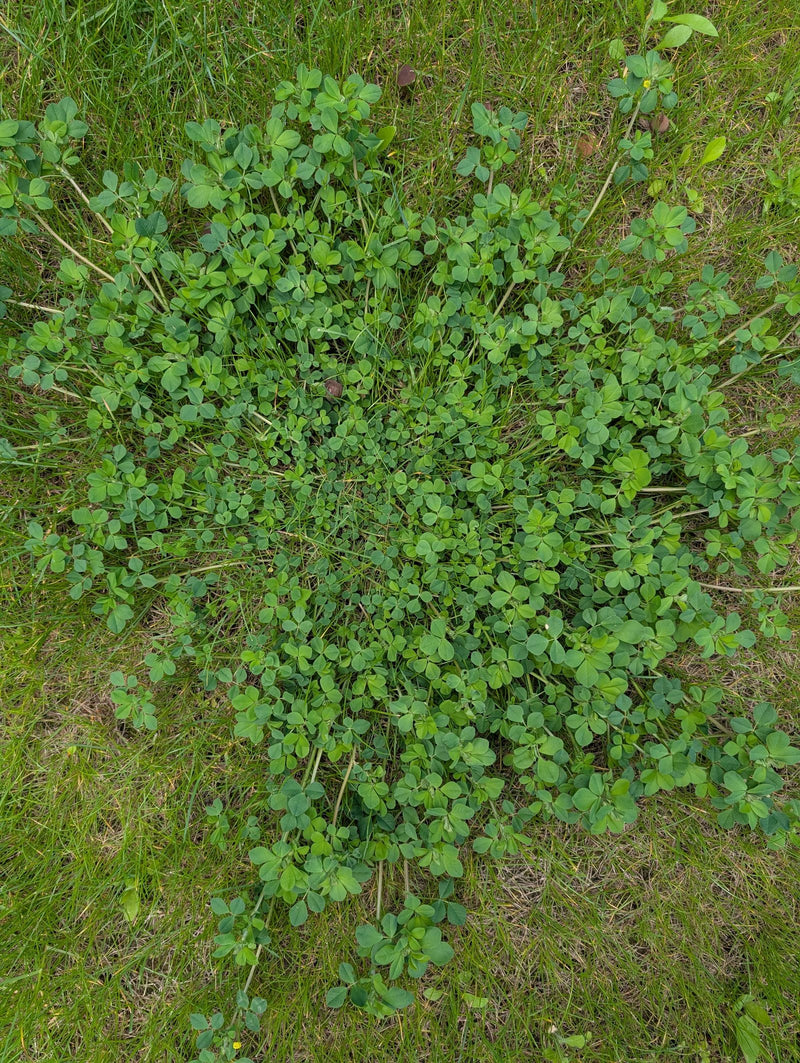 chmielowa koniczyna — Bild 1