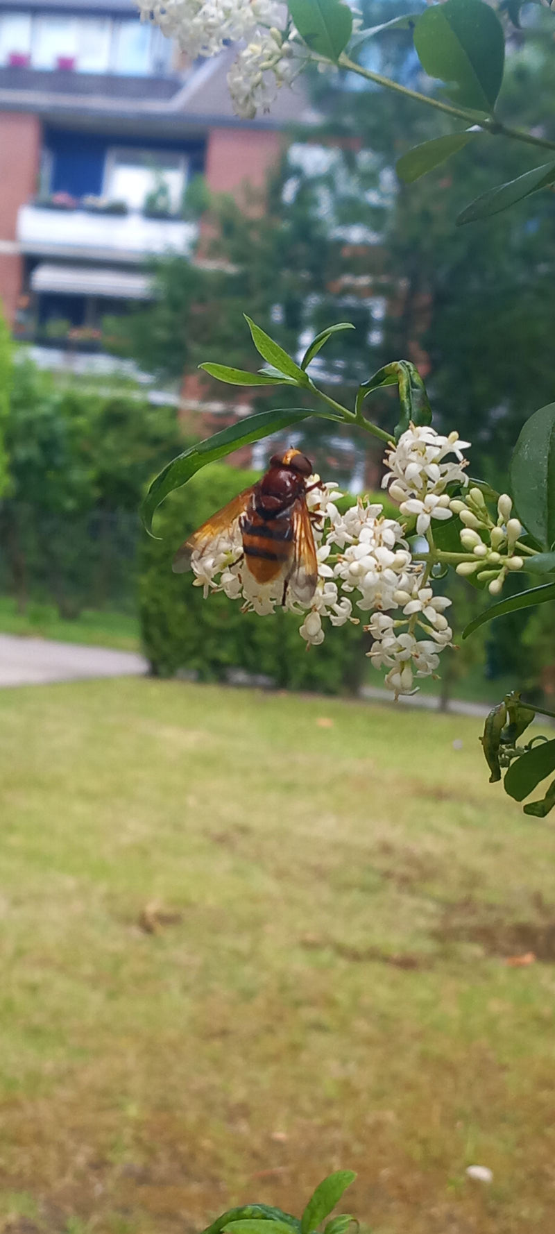 Hornissenschwebfliege — Bild 2