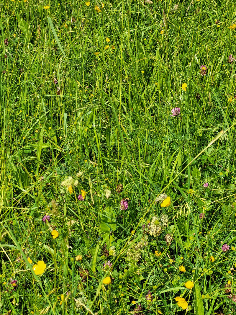 Trzmiel (gatunek nieokreślony) — Bild 2