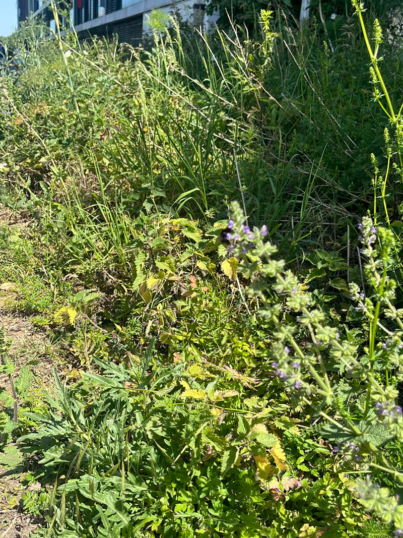 Trzmiel (gatunek nieokreślony) — Bild 1