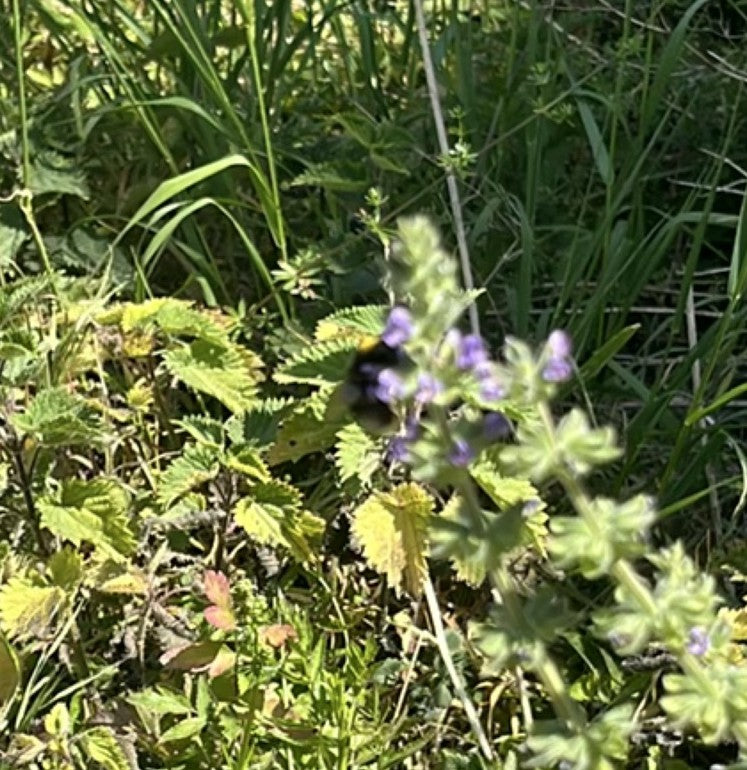 Trzmiel (gatunek nieokreślony) — Bild 5