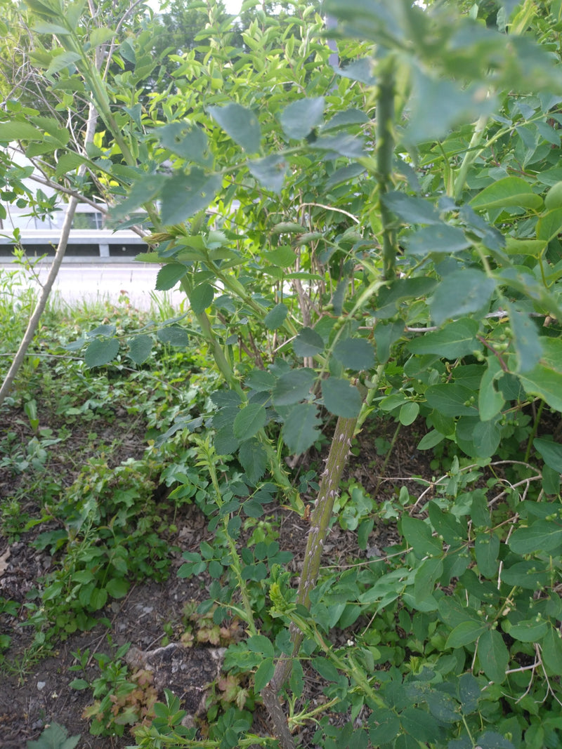 Różowe biodra — Bild 1