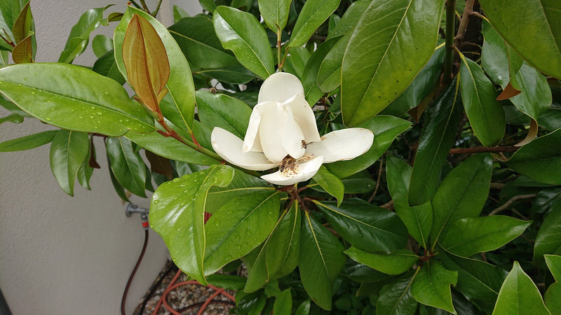 Zimozielona magnolia — Bild 1