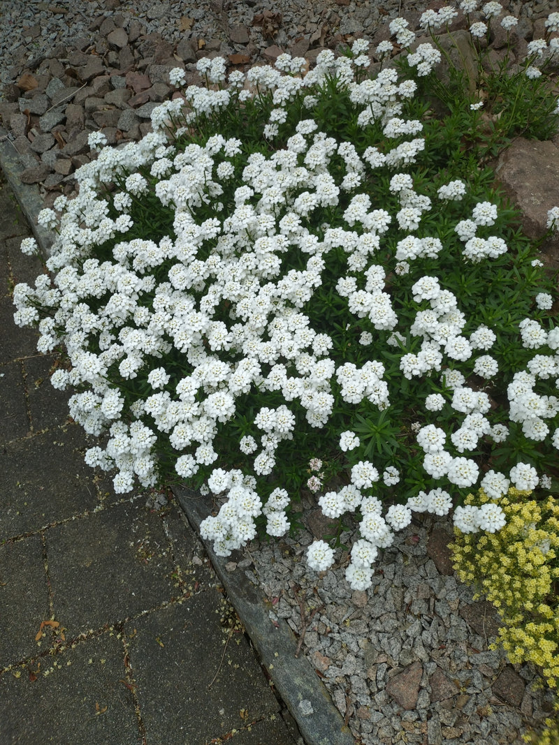 Zimozielony cukierek — Bild 1