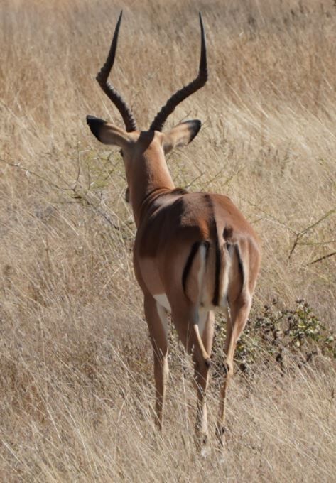 Impala — Bild 1