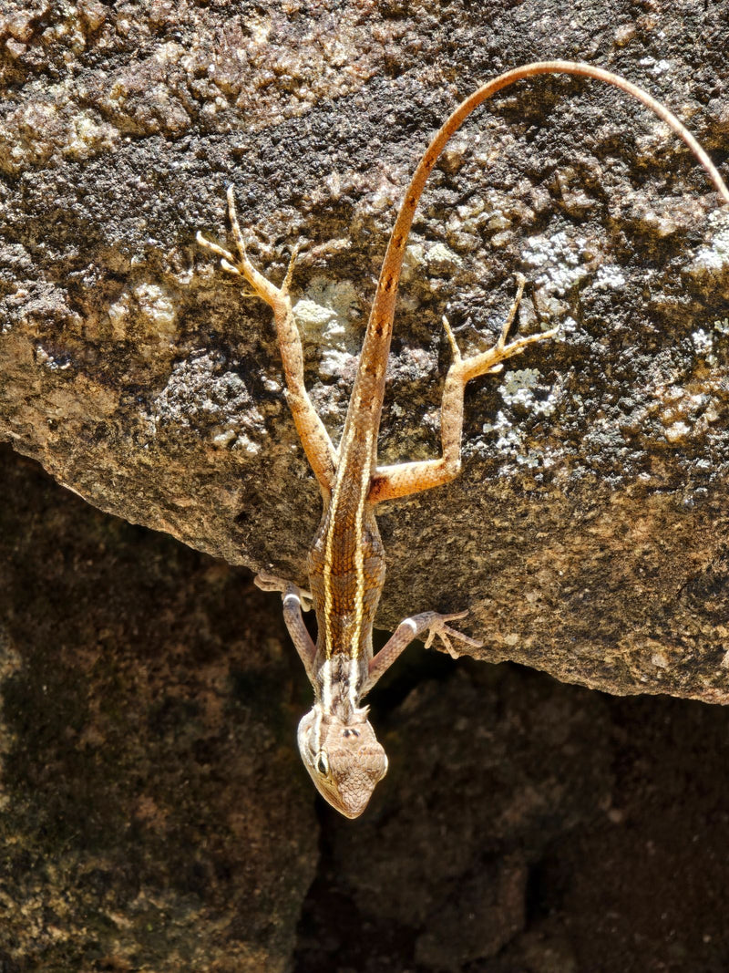 Indyjska jaszczurka versicolor — Bild 1