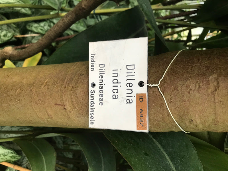 Indischer Elefantenapfel — zdjęcie 3 z 3
