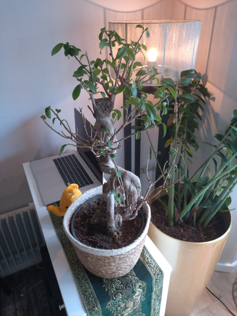 Chińska fig — Bild 1