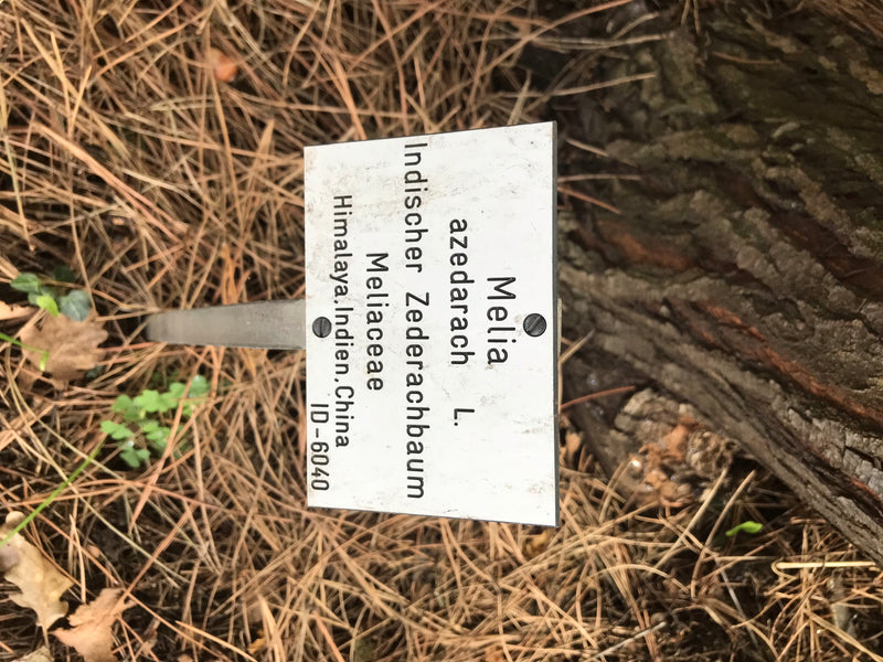 Indischer Zederachbaum — zdjęcie 1 z 4