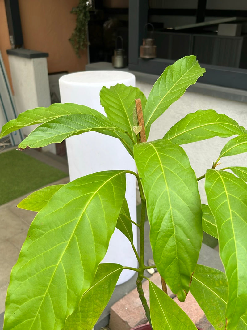 Drzewo jackfruitowe — Bild 3