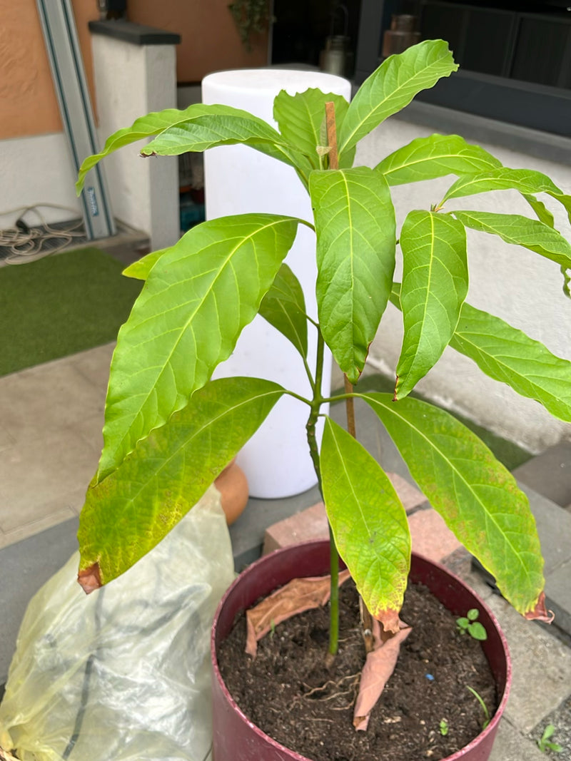 Drzewo jackfruitowe — Bild 1