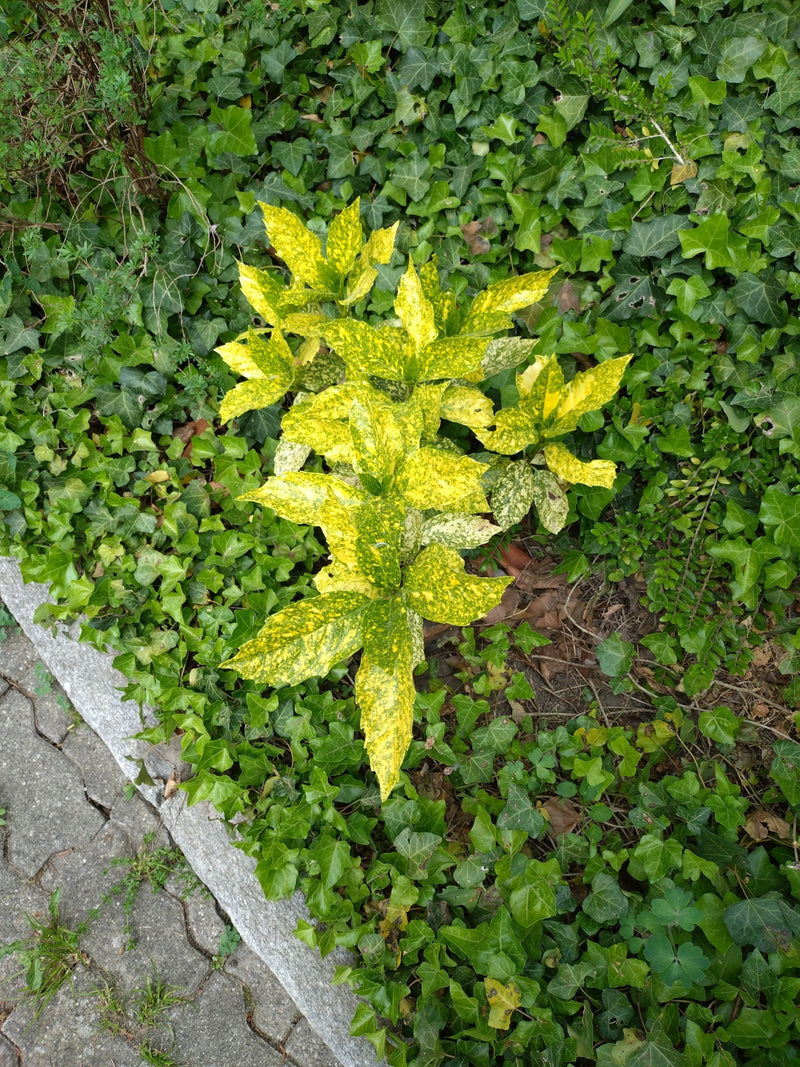 Japońskie Aukube — Bild 1