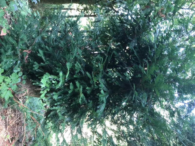 Japanische Nusseibe — zdjęcie 2 z 2