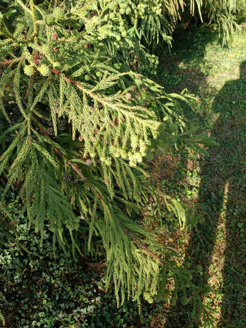 Jodła sierpowata japońska — Bild 1