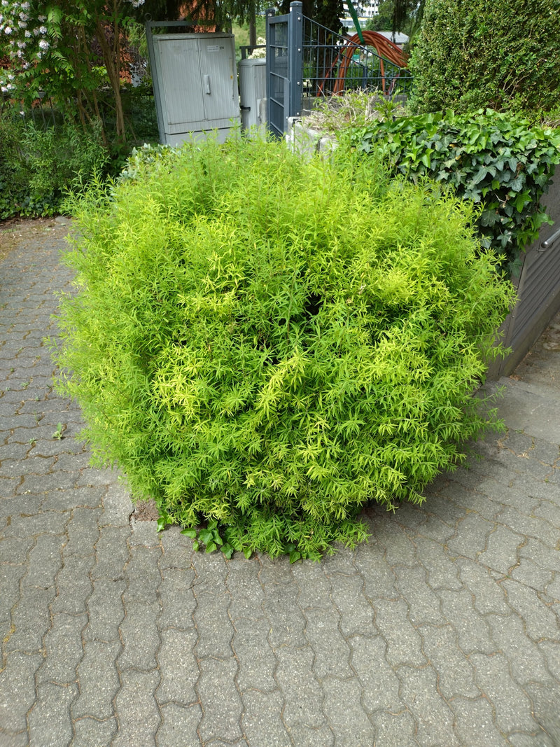 Spirea karłowata — Bild 1