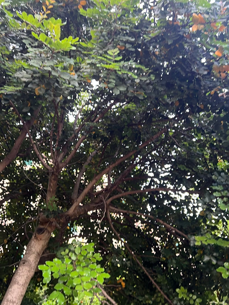 Japanischer Schnurbaum — Bild 2