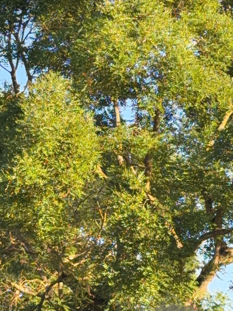 Japanischer Schnurbaum — Bild 1