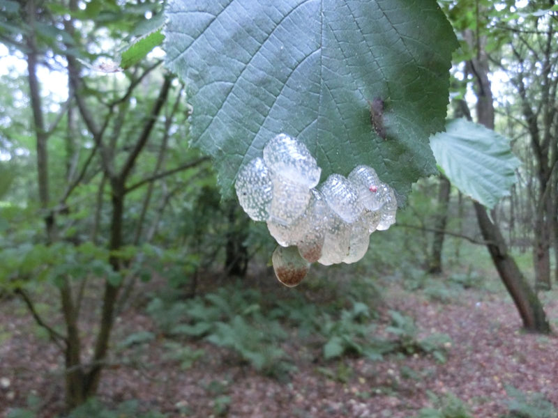 Chruścik — zdjęcie 4 z 6