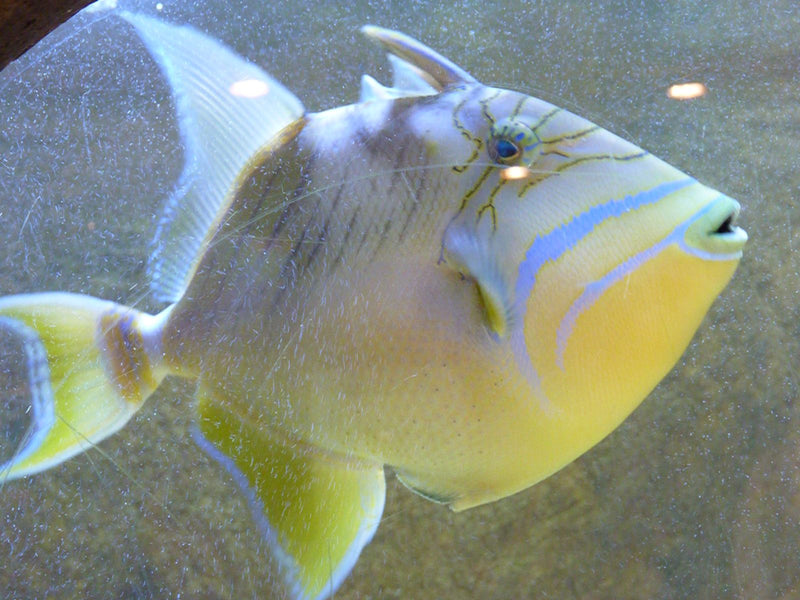 Königin-Drückerfisch — zdjęcie 1 z 1