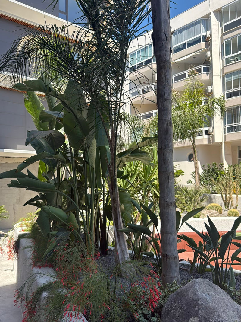 Palma królowej — Bild 2
