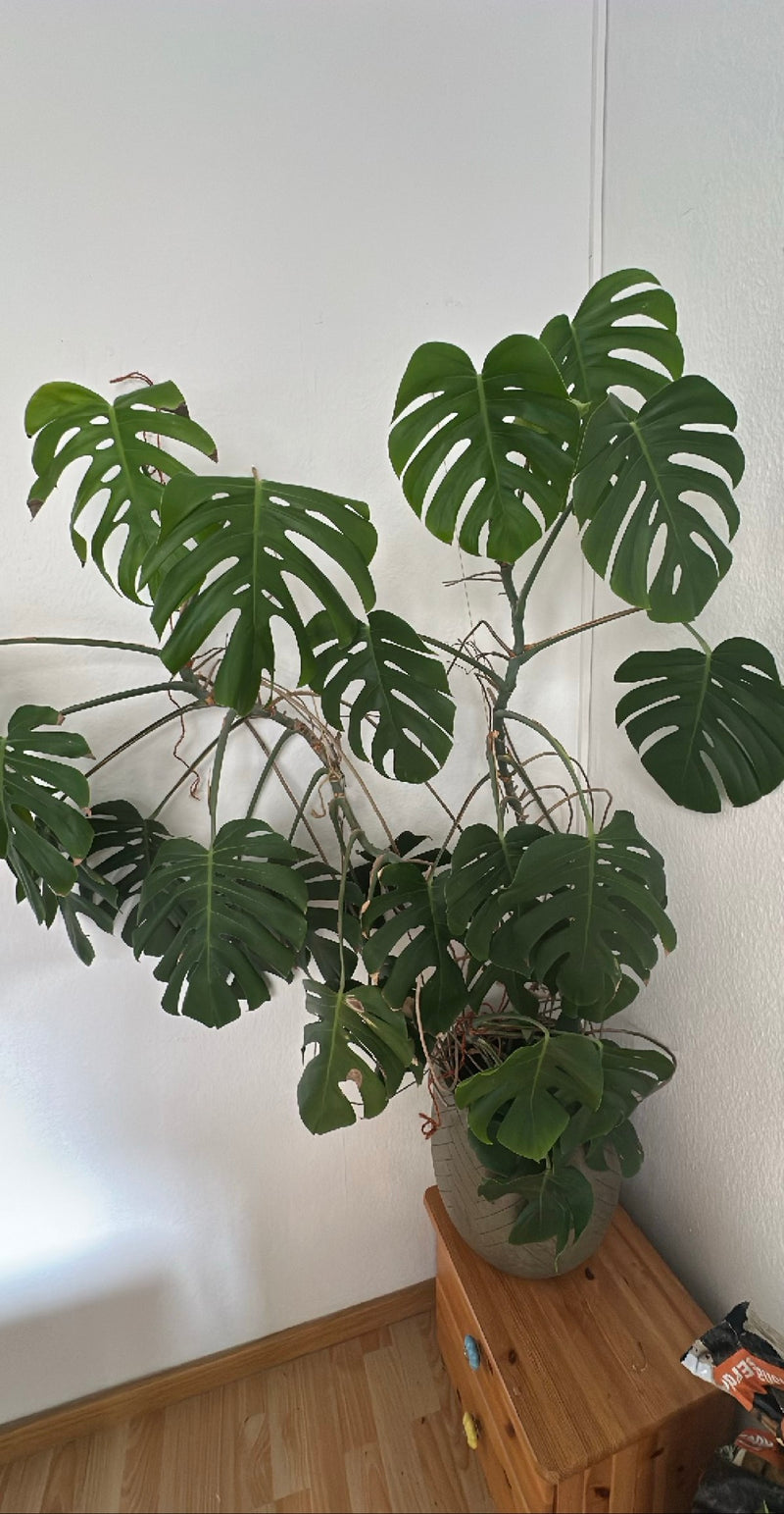 Monstera — Bild 2