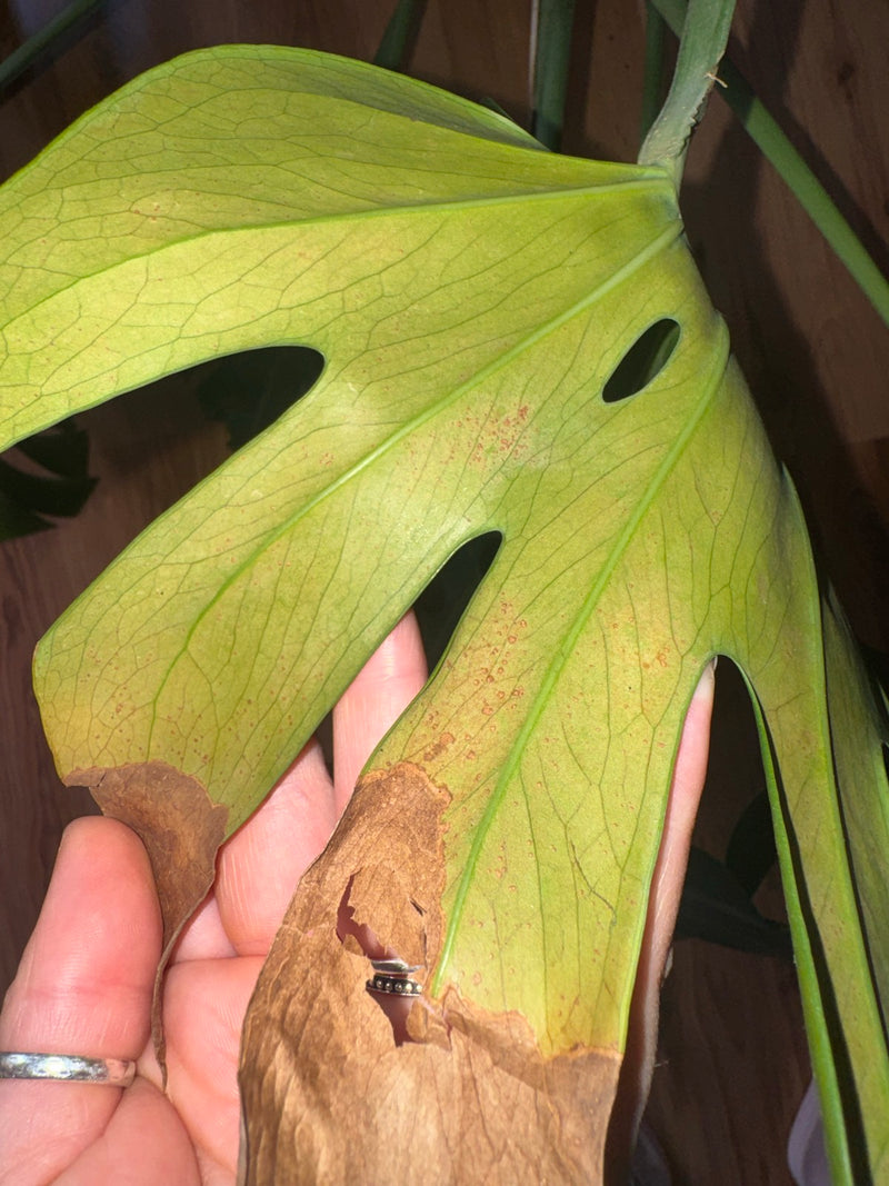 Monstera — Bild 1