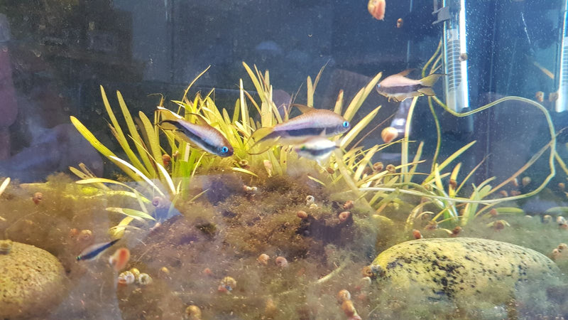 Imperialna tetra — Bild 1