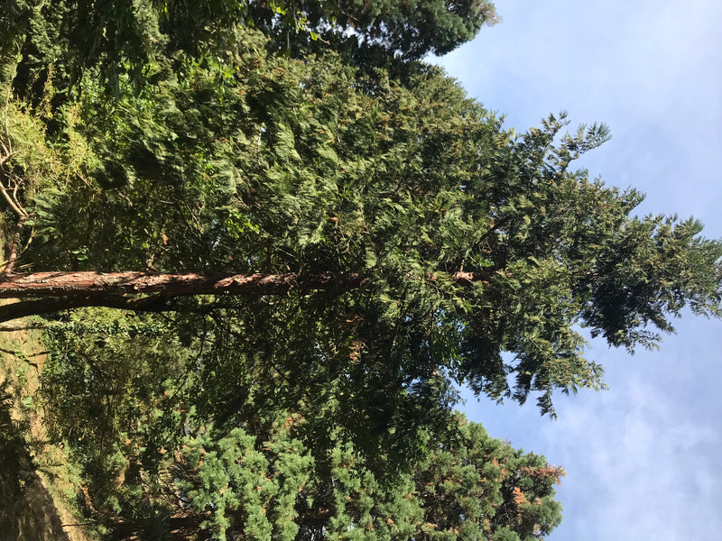 Kalifornische Weihrauchzeder — zdjęcie 5 z 7