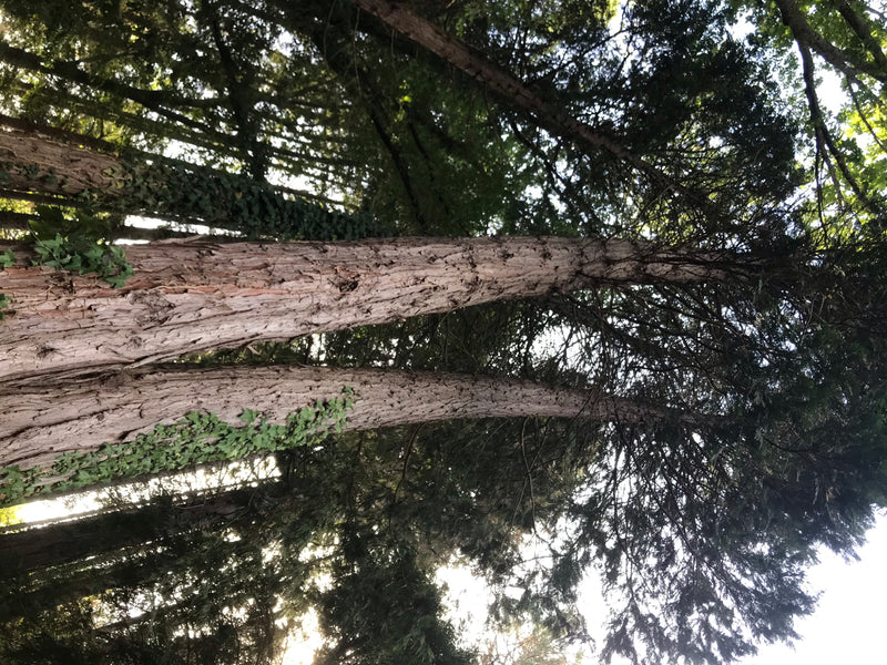 Kalifornische Weihrauchzeder — zdjęcie 2 z 7