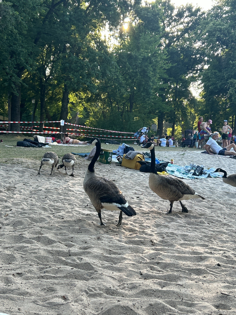 Kilka gęsi kanadyjskich spaceruje po piaszczystej plaży w parku. W tle widać plażowiczów i drzewa.