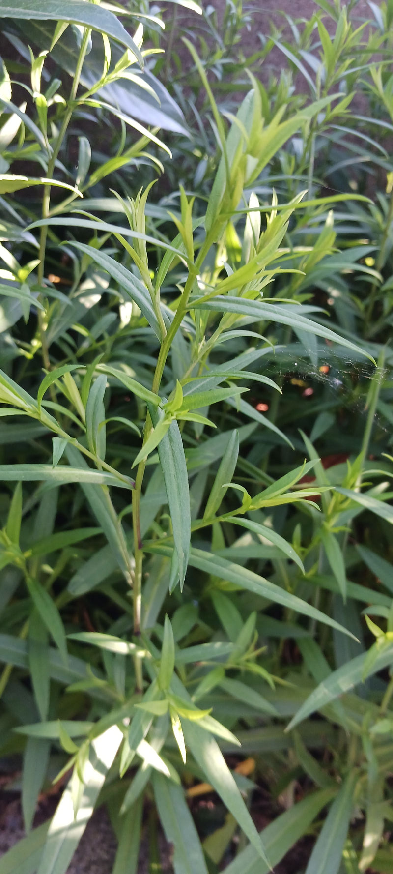 Kanadyjski Fleabane — Bild 3