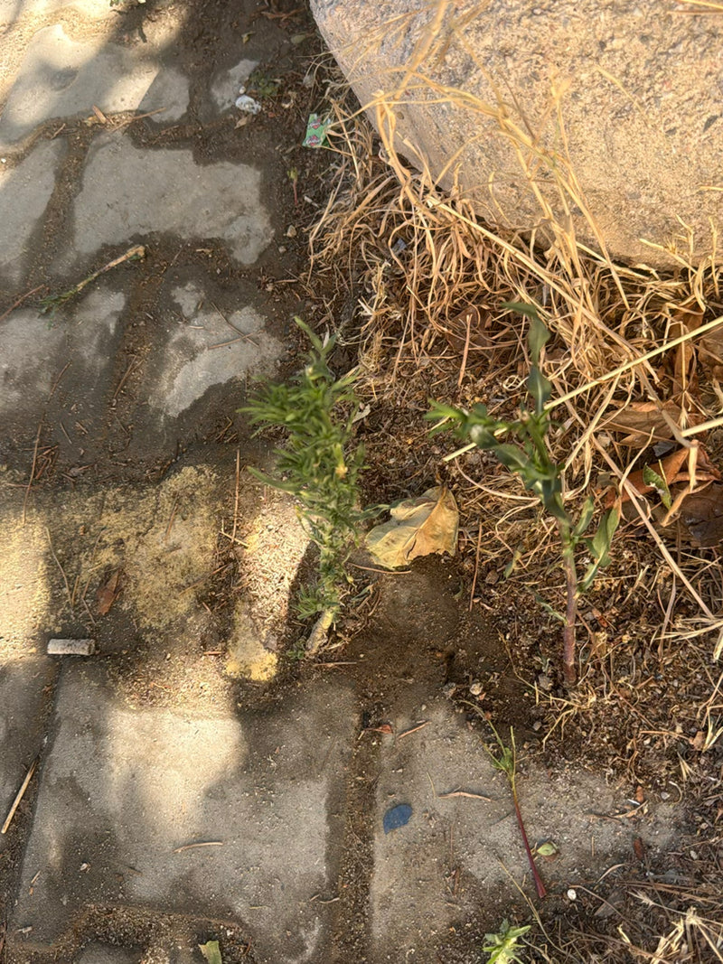 Kanadyjski Fleabane — Bild 2