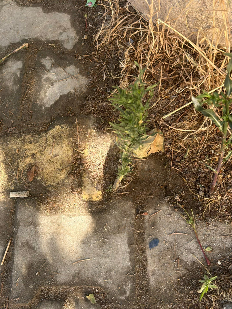 Kanadyjski Fleabane — Bild 1