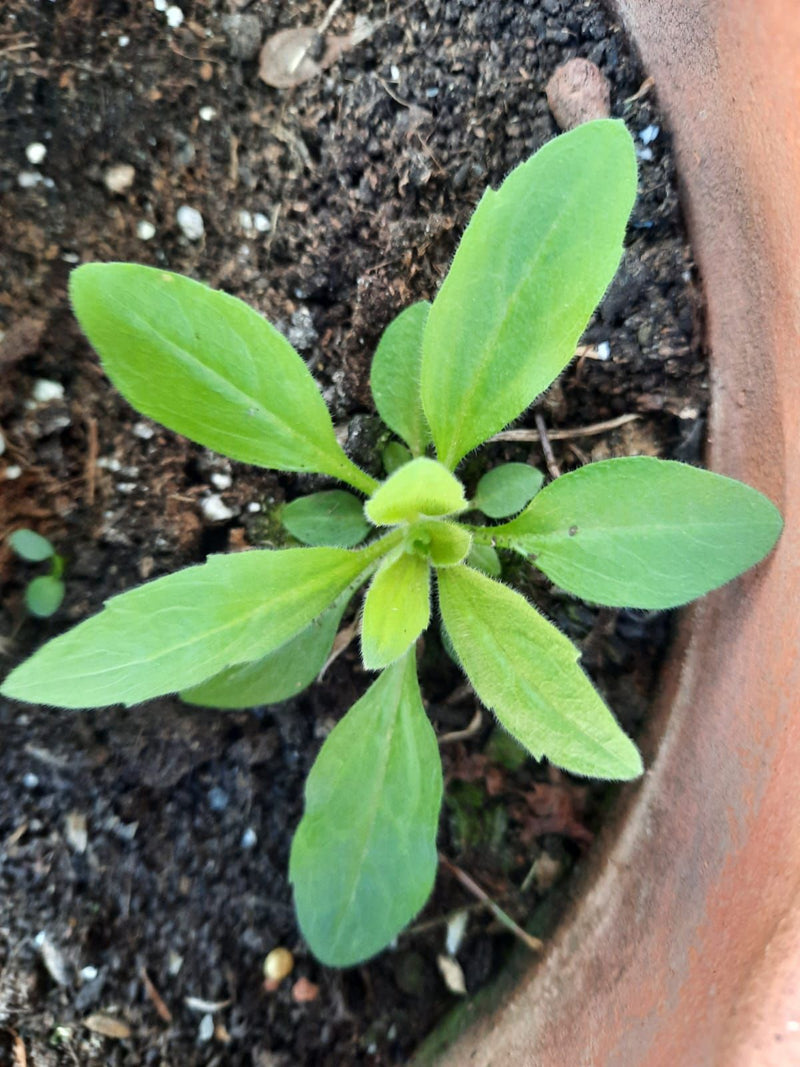 Kanadyjski Fleabane — Bild 1