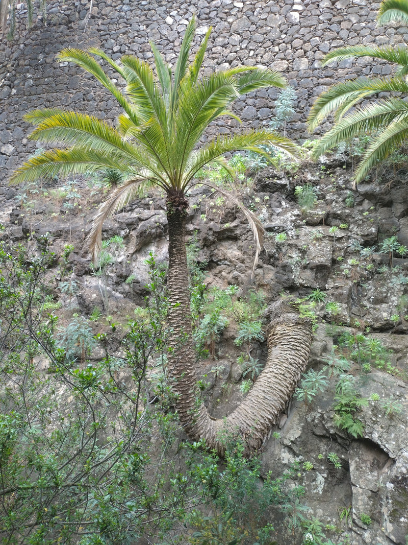 Palma daktylowa z Wysp Kanaryjskich — Bild 1