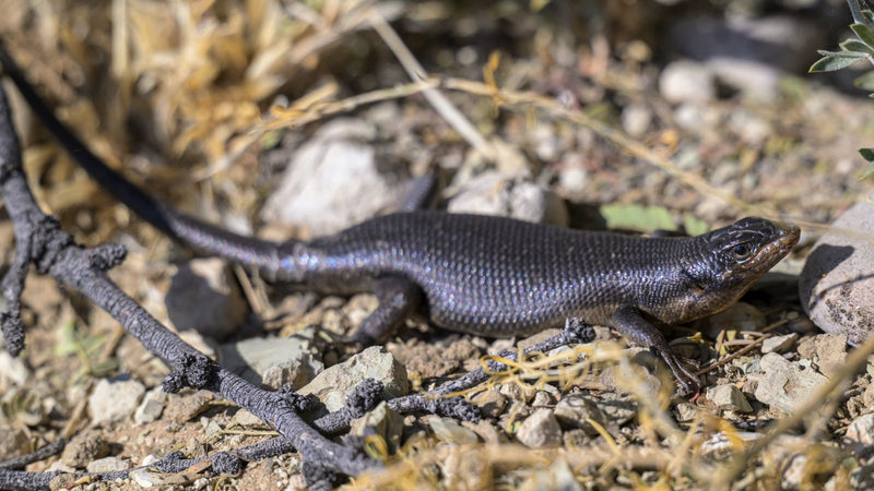 Kap-Skink — zdjęcie 1 z 1