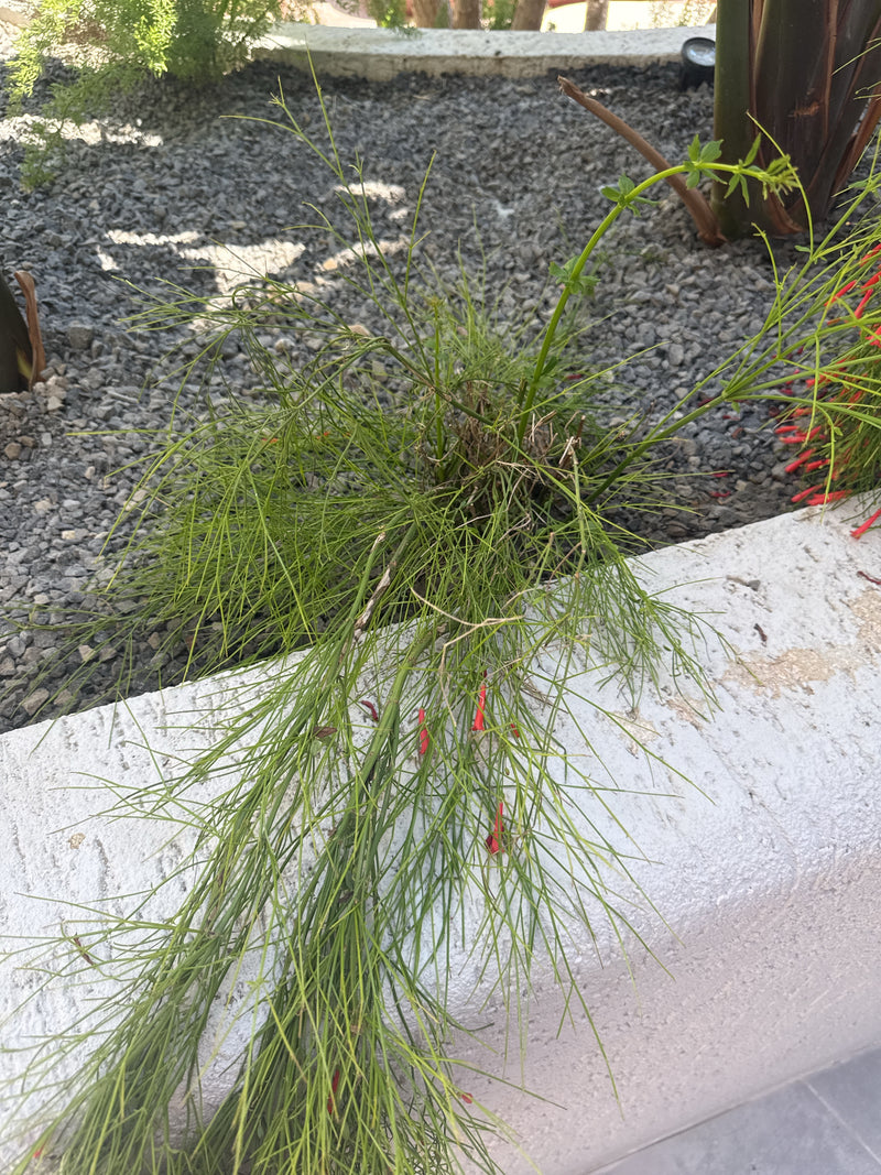 Drzewo Kazuaryny — Bild 3