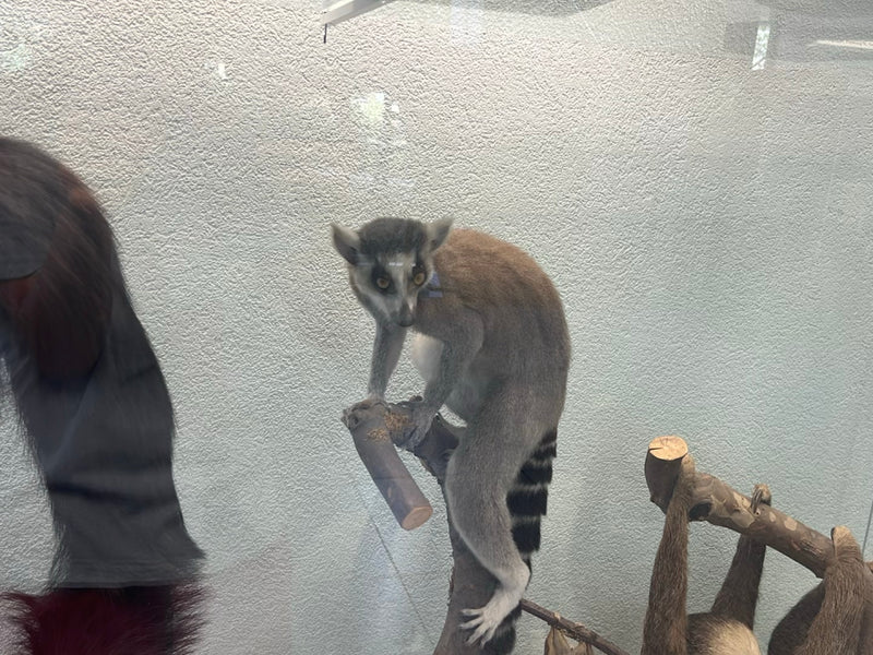 Katta — zdjęcie 1 z 1