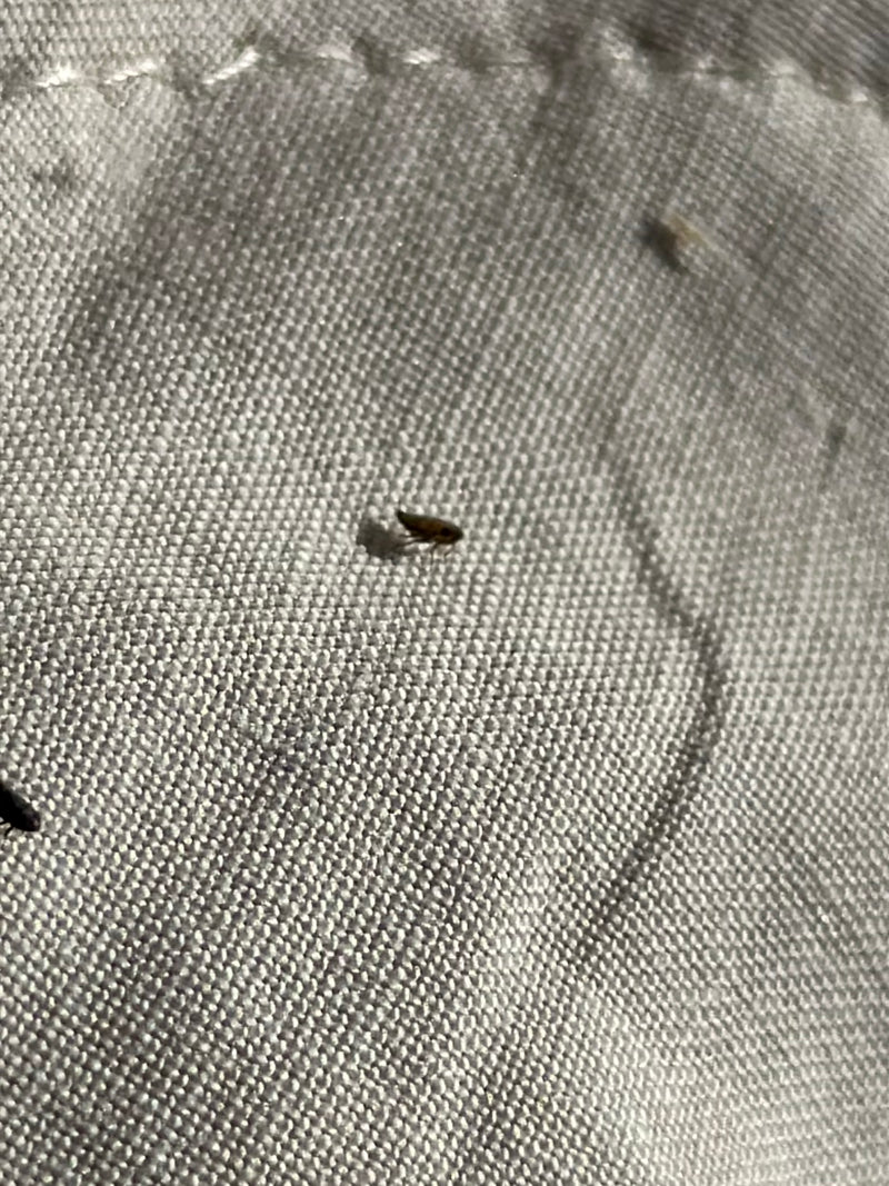Na jasnej powierzchni tekstyliów widoczna jest pojedyncza pchła kocia. Owad spoczywa na materiale.