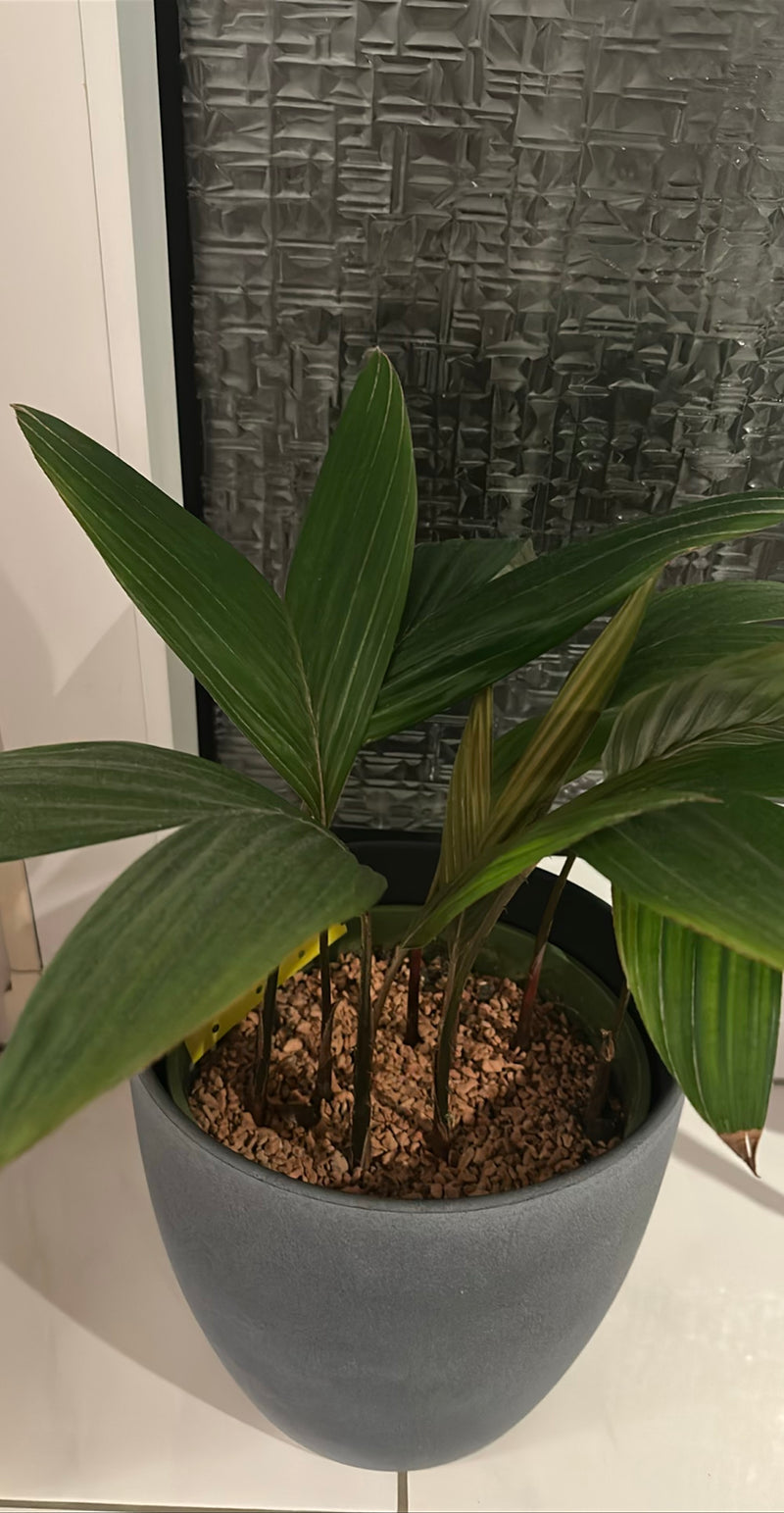 Palma Kentia — Bild 2