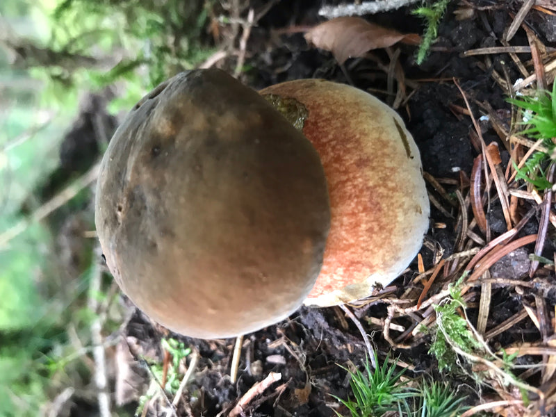 Kiefern-Steinpilz — zdjęcie 2 z 2