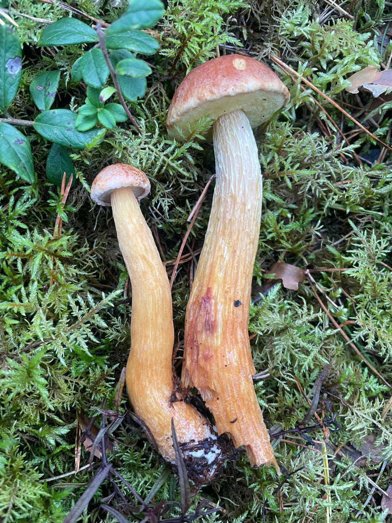 Kiefern-Steinpilz — zdjęcie 1 z 2