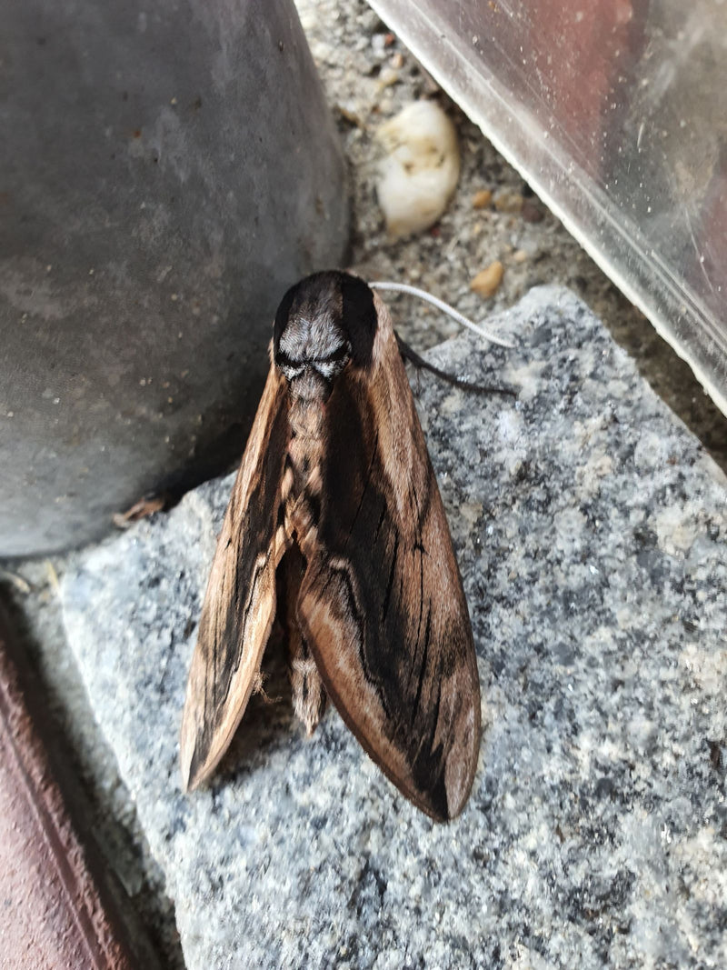 Sosnowy Hawkmoth — Bild 1