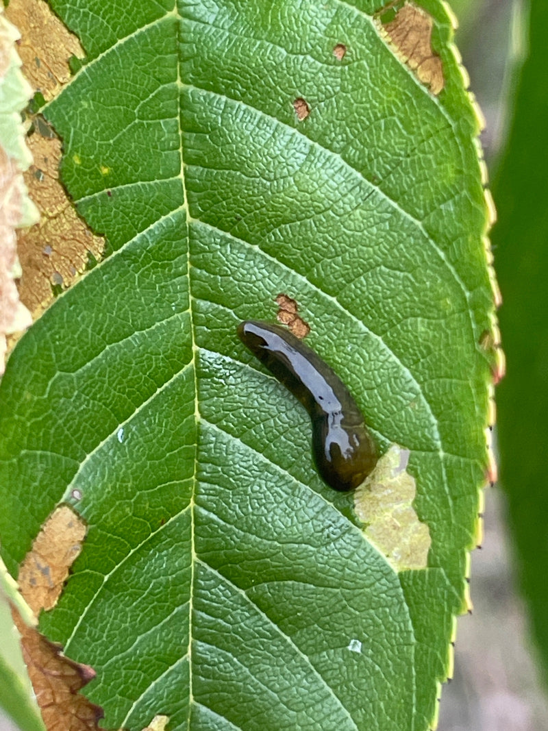 Kirschblattwespe — zdjęcie 1 z 1