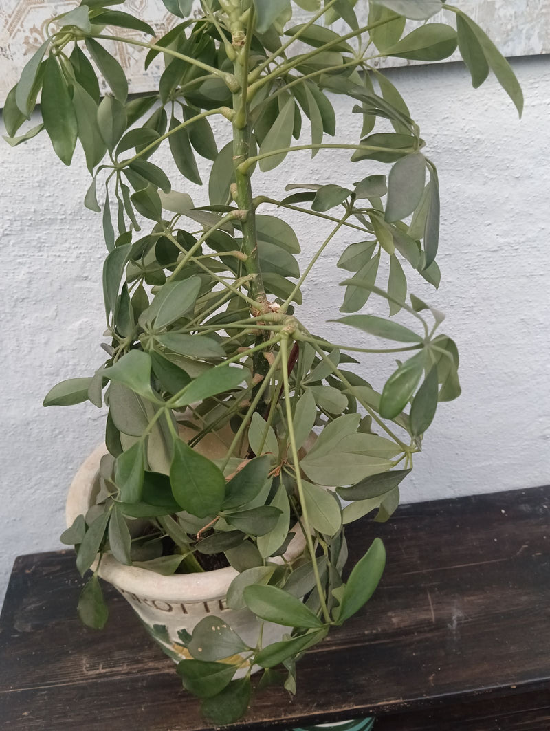 Schefflera — Bild 2