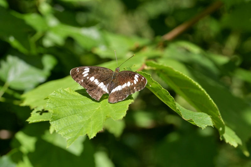Mały zimorodek — Bild 1