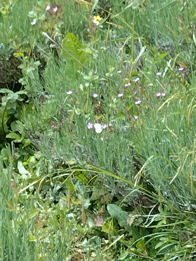 Mały biały motyl z kapusty — Bild 3
