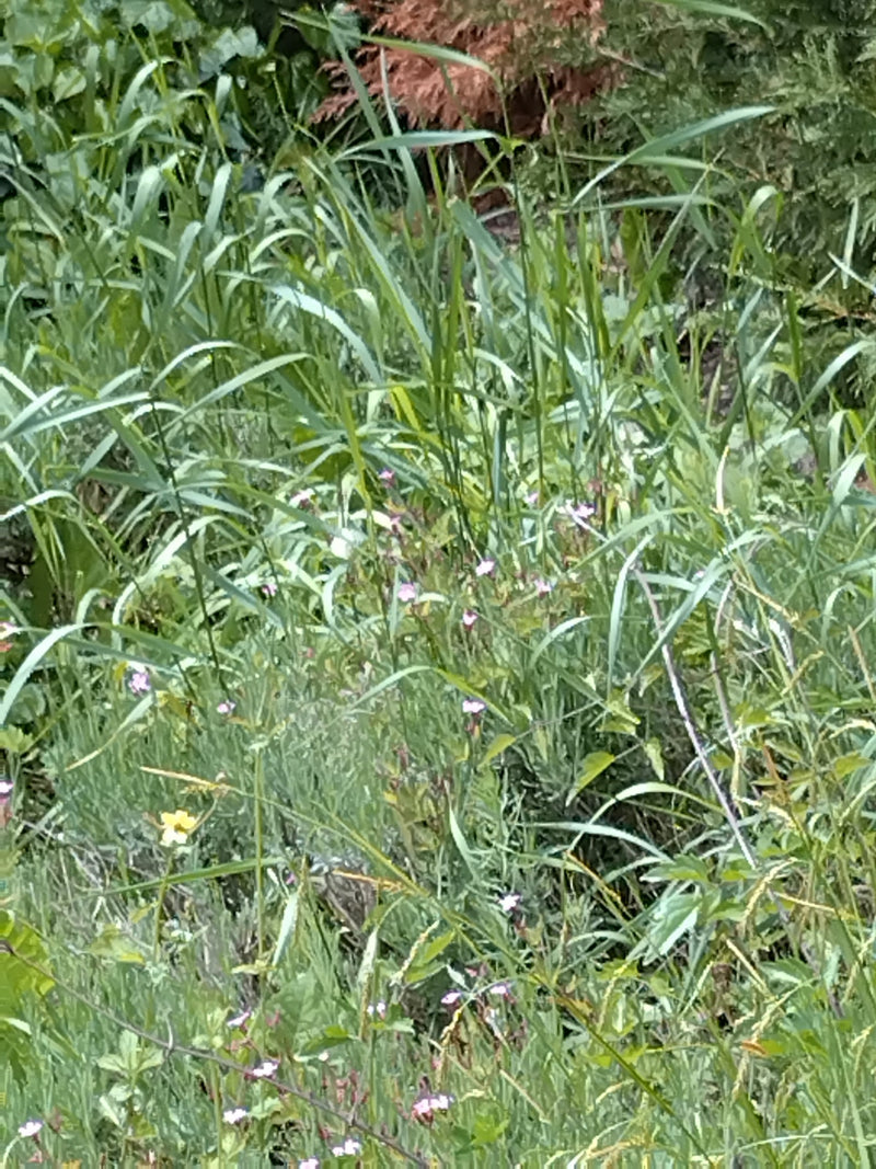 Mały biały motyl z kapusty — Bild 2