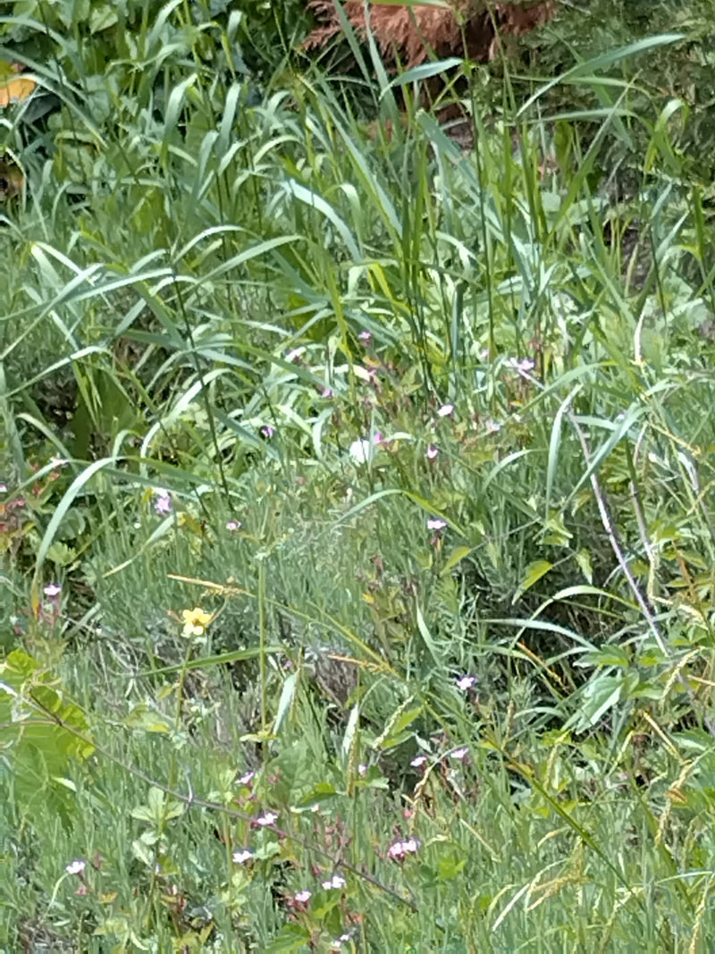 Mały biały motyl z kapusty — Bild 1