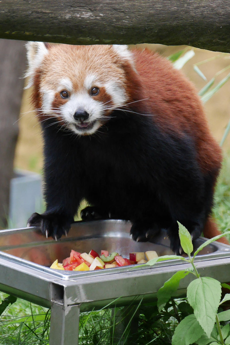 Mała panda — Bild 1